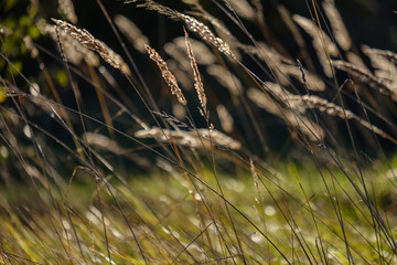 Obraz premium grass bents abstract nature texture with blur background
