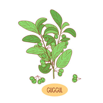 Guggul. Plant. Branch, leaves, fruit. Sketch. Color. On a white background