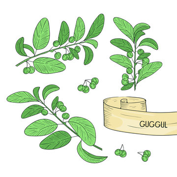 Guggul. Plant. Branch, leaves, fruit. Sketch. Color. Set