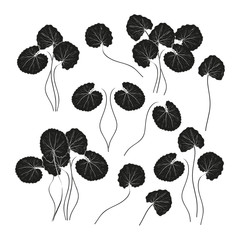 Gotu Kola. Leaves, stem. Monochrome. Black silhouette on white background. Set