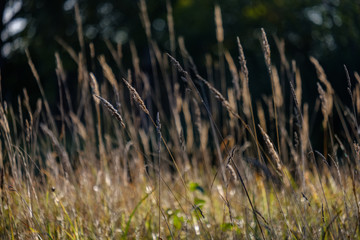 grass bents abstract nature texture with blur background