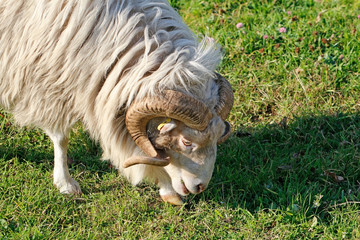 Schafbock