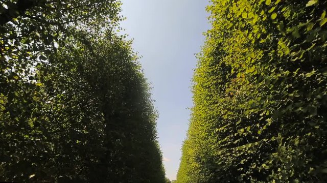 Summer is a beautiful Benrath park in Dusseldorf, Germany. camera movement, view uphill
