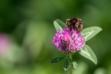 Bienen