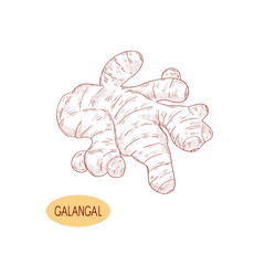 Galagan. Root. Sketch. Monochrome. On a white background.