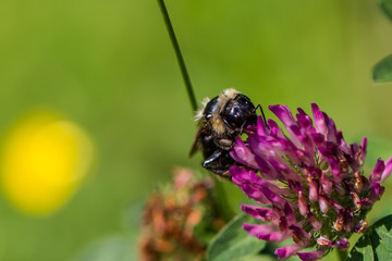 Bienen