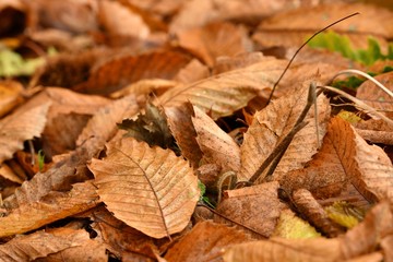 Dried chestnuts trees leaves in autumn season in a forest