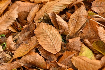 Dried chestnuts trees leaves in autumn season in a forest