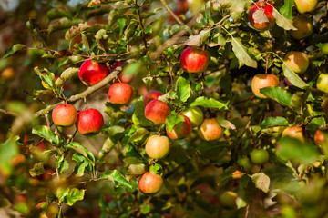 Obraz premium Branch of an apple tree in garden at harvest time in autumn at sunny afternoon.