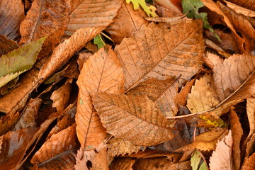 Dried chestnuts trees leaves in autumn season in a forest