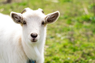 Close up portrait of a white goat in the green field. Space for text. Earth day. Goat in the village.