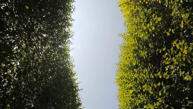 Summer is a beautiful Benrath park in Dusseldorf, Germany. camera movement, view uphill