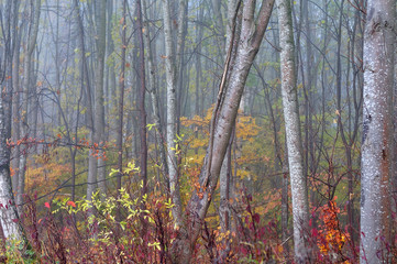 foggy forest in november