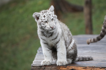Weißer Tiger 