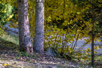 Obraz premium forest details in late autumn at countryside