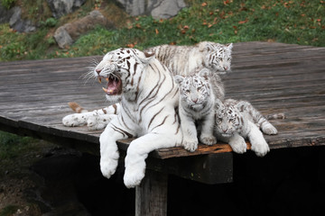 Weißer Tiger mit 3 Jungen 