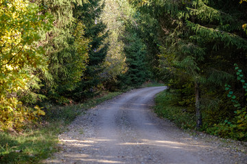 Fototapeta premium empty country road in autumn covered in yellow leaves