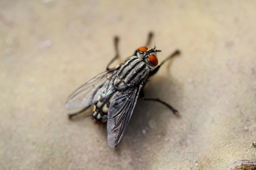 Portrait einer Fliege