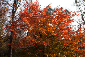 Tree with bright yellow to orange and red leaves color in park on autumn day