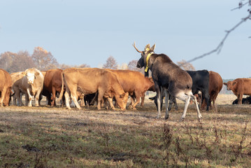 Naklejka na ściany i meble A wild moose that is said to have immigrated to Germany from Poland has fallen in love with a herd of cows in the village of Bräsen near Dessau, Germany. 