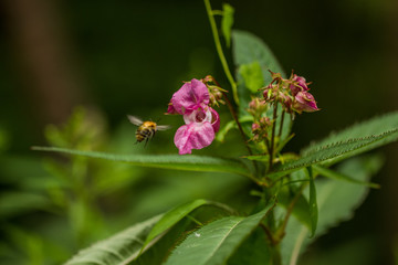 Bienen