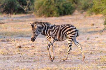 Fototapeta na wymiar ein niedliches Zebra Baby hüpft durch den Busch am Chobe River, Botswana