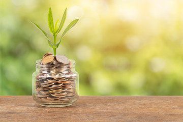 Fototapeta na wymiar Coin money jar with plant on green tree background