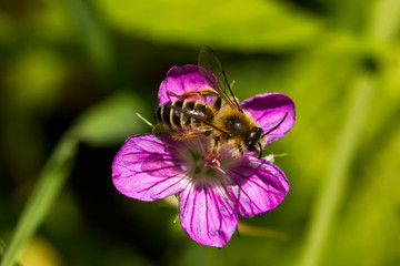 Bienen