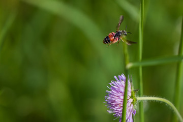 Fototapeta premium Bienen