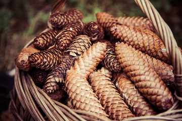 Basket full of spruce cones
