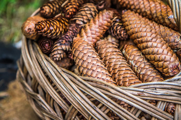 Basket full of spruce cones