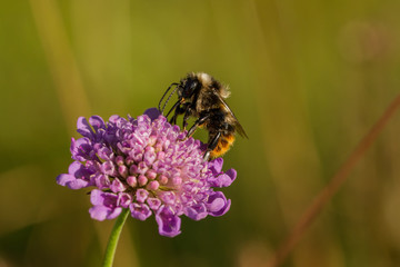 Bienen