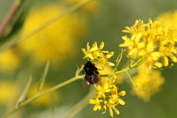 Bienen