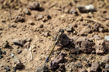 Libelle, Kleinlibelle, Prachtlibelle, Odonata, Odonatoptera, Insekten 