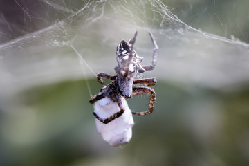 Cyrtophora citricola - Opuntienspinne mit Beute