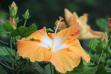 LARGE YELLOW HIBISCUS BLOOM