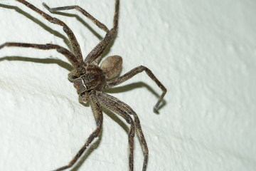 Large Brown Rain Spider resting on the wall. A native of South Africa