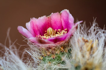 Detail eines Kaktus, Pflanze, Blüte, Natur