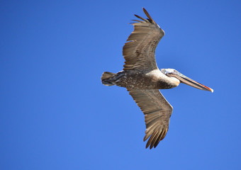 Obraz premium Galapagos pelican 