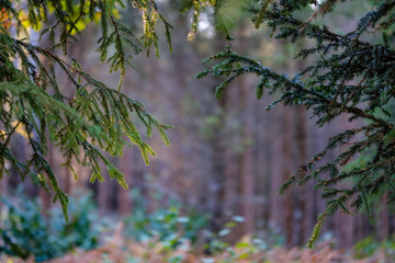forest details in late autumn at countryside