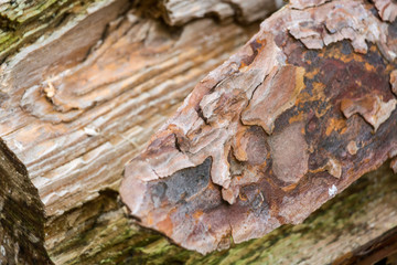 Broken wood macro photography