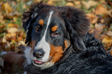 Cute bernese mountain dog puppy. Close up. Berner sennenhund or bernese cattle dog. Three month old.