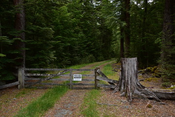 Blocked Road Leading Into the Woods