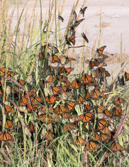 Monarch butterfly (Danaus plexippus). Butterflies hid from a strong wind behind a tuft of grass while traveling to wintering grounds. Texas Gulf Coast