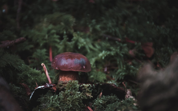 cepes d'automne