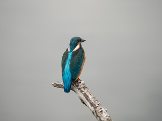 Common kingfisher or Alcedo atthis on a branch