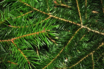 Christmas background, closeup on fir tree. Xmas background.