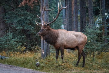 Naklejka na ściany i meble Dominant Elk bull during the rut season in Jasper National Park, Alberta, Canada