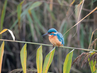 Common kingfisher or Alcedo atthis on a branch