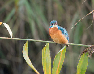 Common kingfisher or Alcedo atthis on a branch
